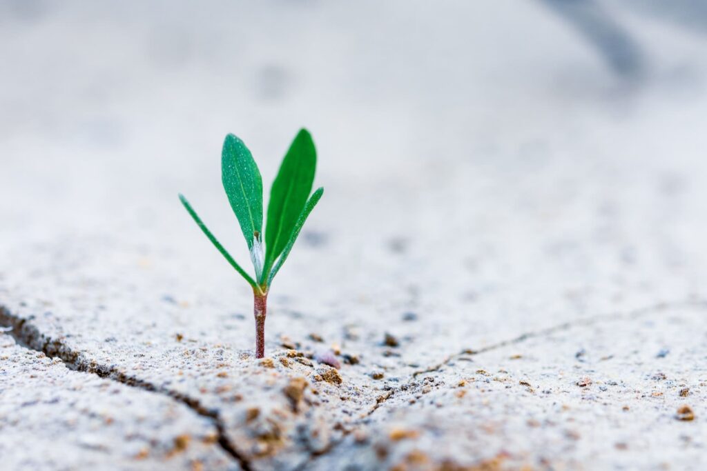 growth